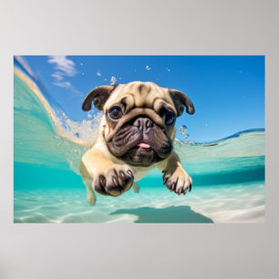 Affiche Carlin animal chien animal chien jeu d'eau dehors