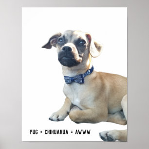 Affiche Carlin + Chihuahua = Awww Cute Dog Breed Bowtie