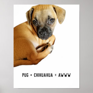 Affiche Carlin + Chihuahua = Awww Cutest Puppy Mix Ever
