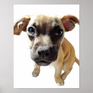 Affiche Carlin + Chihuahua = Chien Chiot Chiot Cutest Jama