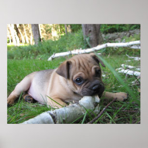 Affiche Carlin/copie chiot de Sharpei