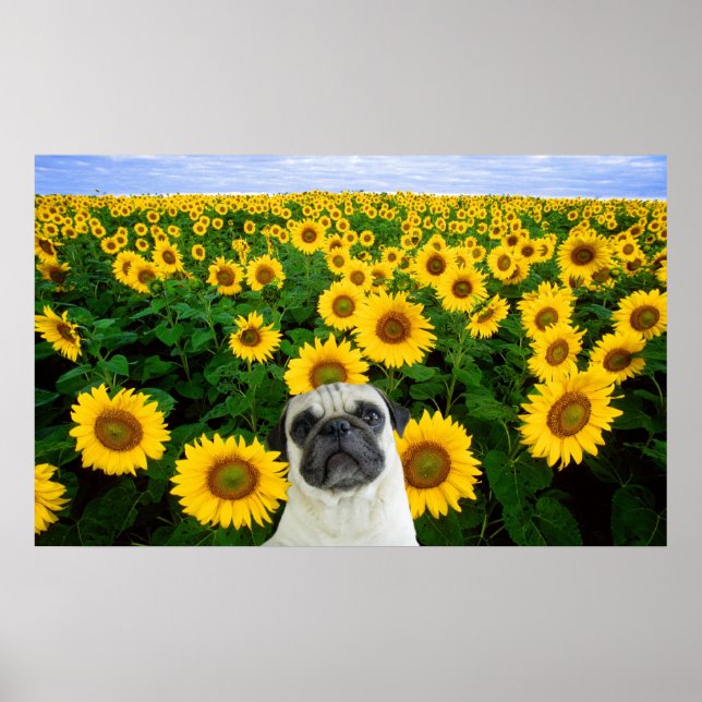 Affiche Carlin dans l'affiche des tournesols (Devant)