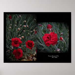 Affiche Carnation Dianthus in Red Wall Art par Stan VG