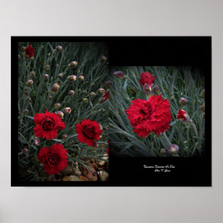 Affiche Carnation Dianthus in Red Wall Art par Stan VG