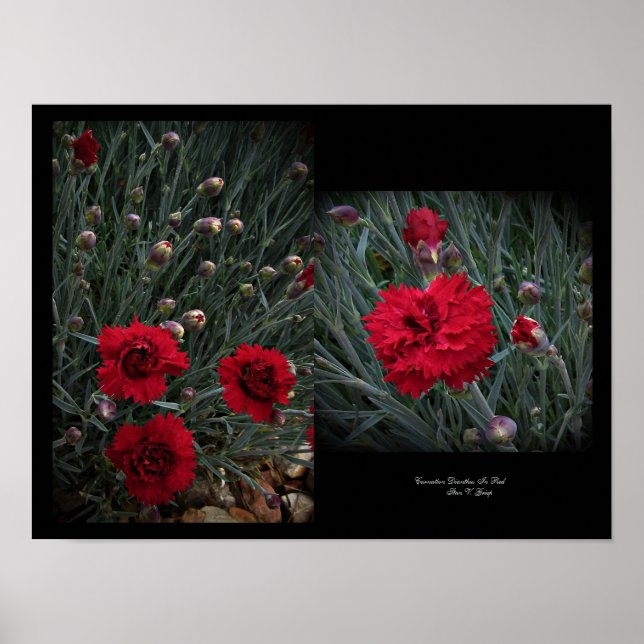 Affiche Carnation Dianthus in Red Wall Art par Stan VG (Devant)