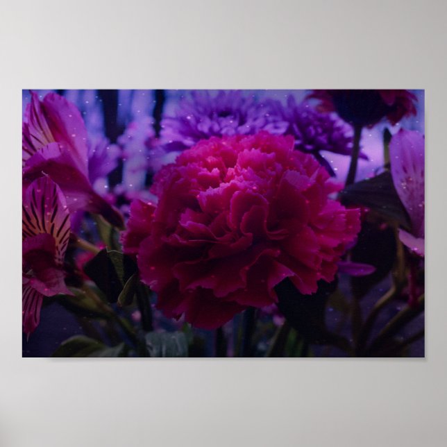 Affiche Carnation étincelante (Devant)