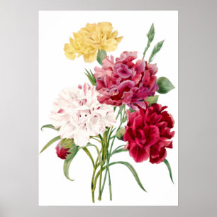 Affiche Carnation Flower Imprimer par Pierre-Joseph Redout