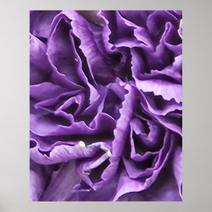Affiche Carnation pourpre