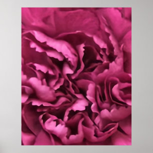 Affiche Carnation rose