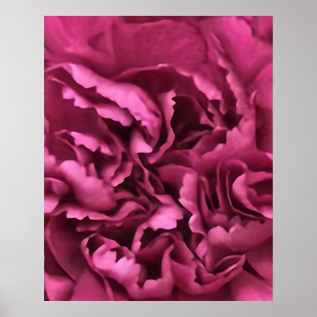 Affiche Carnation rose (Devant)