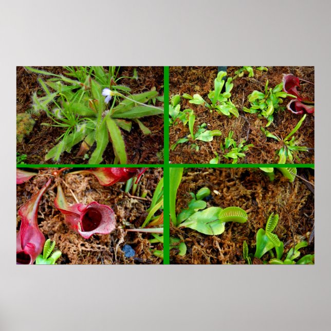 Affiche Carnivorous Plants (Devant)