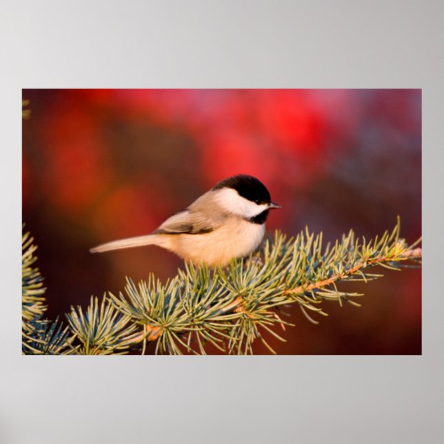 Affiche Carolina Chickadee en Cèdre Blue Atlas (Devant)