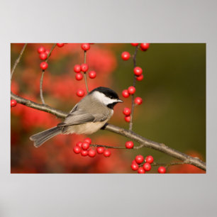 Affiche Carolina Chickadee on Common Winterberry Bush