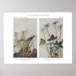 Affiche Carolina ou Beauté de printemps à feuilles larges