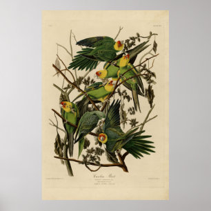 Affiche Carolina Parrot from Audubon's Birds of America