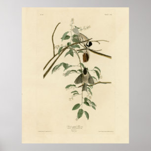 Affiche Carolina Titmouse de Audubon's Birds of America