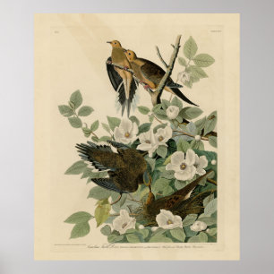 Affiche Carolina Turtle Dove Mourning Dove Audubon's Birds