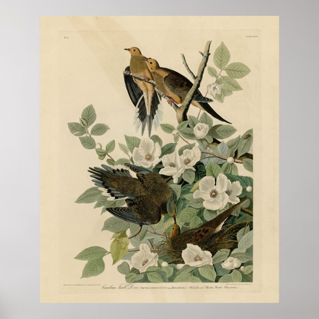 Affiche Carolina Turtle Dove Mourning Dove Audubon's Birds (Devant)