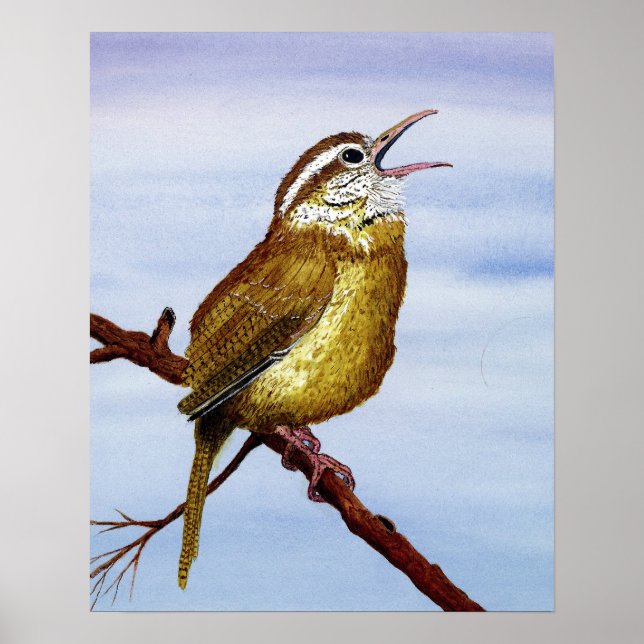 Affiche Carolina Wren (Devant)