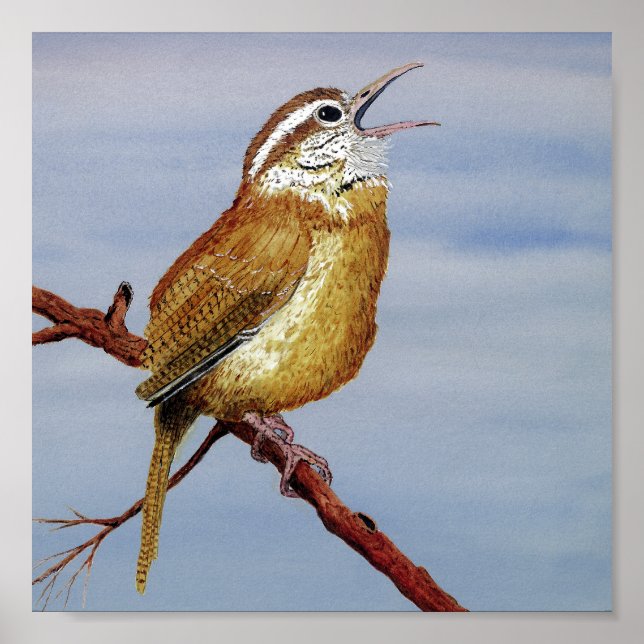 Affiche Carolina Wren (Devant)