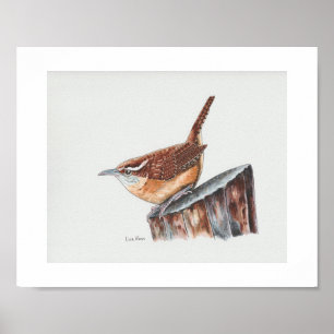 Affiche Carolina Wren Art Imprimer
