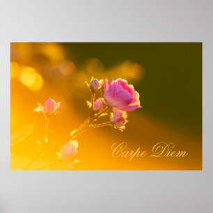 Affiche Carpe Diem personnalisable avec un beau rose !