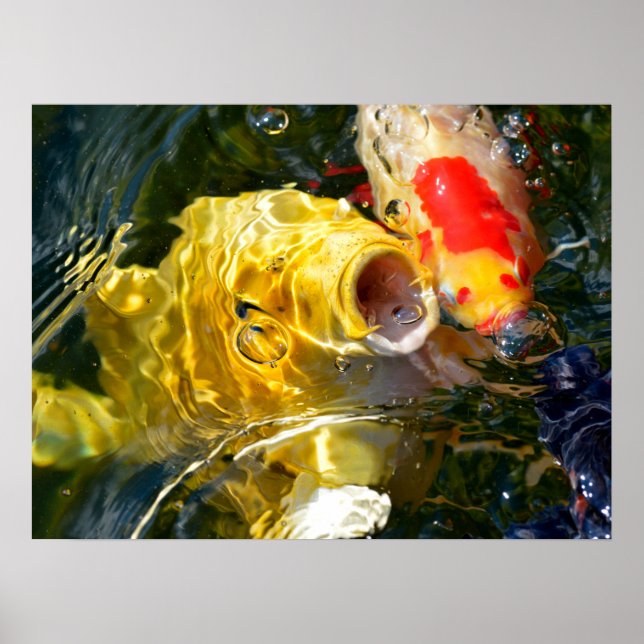 Affiche Carpe jaune koi et poisson rouge à la surface de l (Devant)