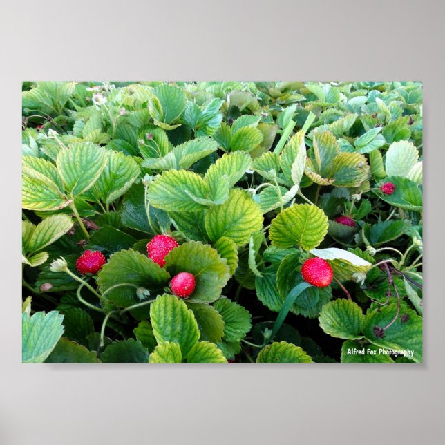 Affiche Carré de Fraises (Devant)