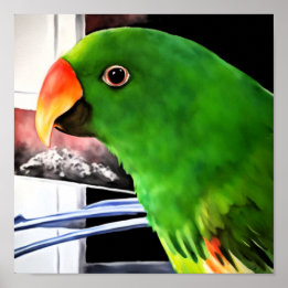 Affiche carrée de perroquet Eclectus