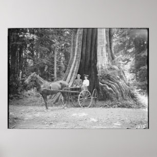 Affiche Carriage in the Hollow Tree, Stanley Park, Vintage