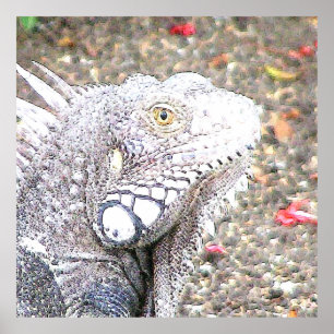 Affiche CArt Iguana