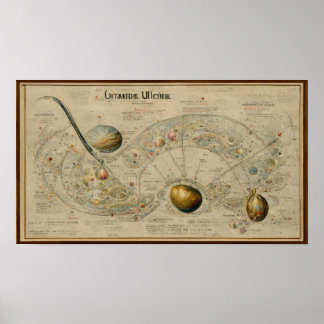 Affiche Carte antique de l'uranus