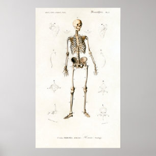Affiche Carte d'anatomie humaine vintage de squelette