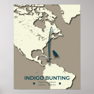 Affiche Carte de migration de Bunting Indigo - Vintage min