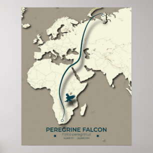 Affiche Carte de migration de faucon pèlerin - Minimaliste