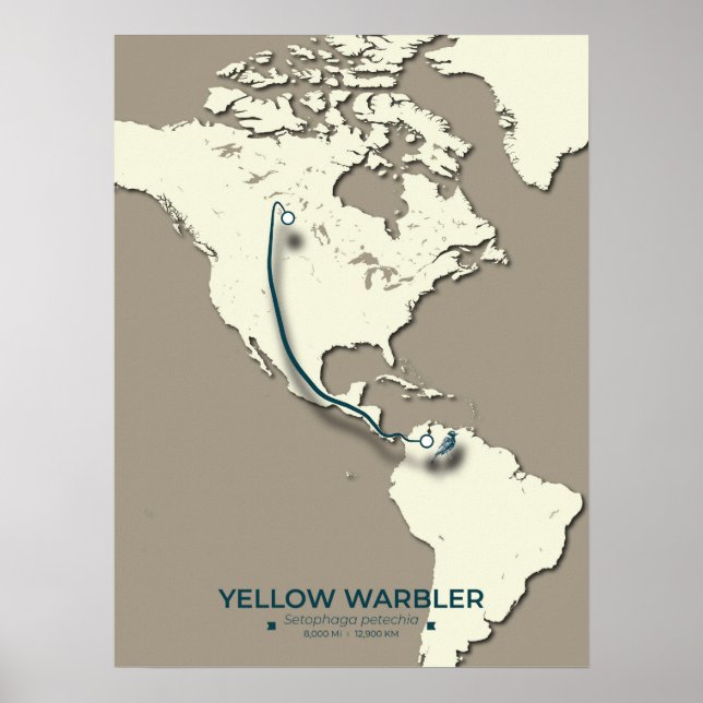 Affiche Carte de migration de la Paruline Jaune - Minimali (Devant)