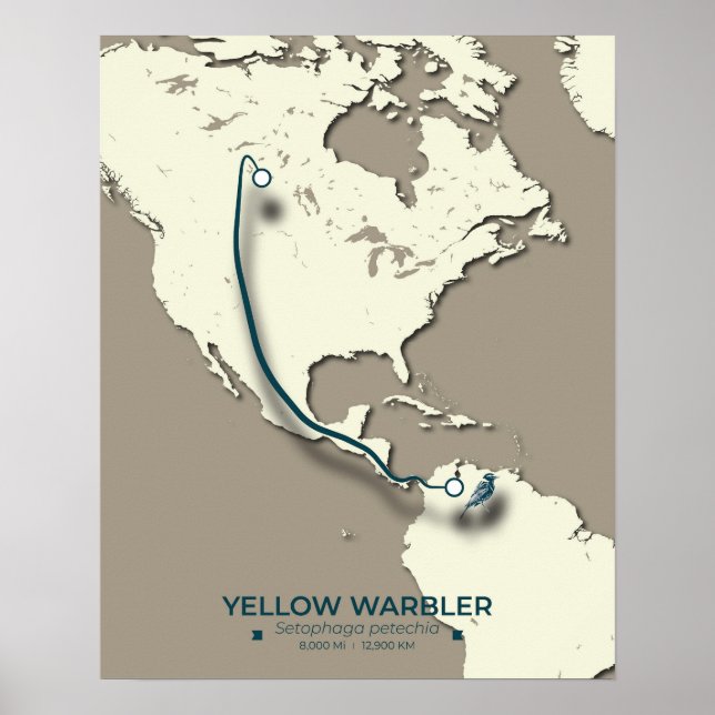 Affiche Carte de migration de la Paruline Jaune - Minimali (Devant)