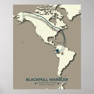 Affiche Carte de migration de la Paruline noire - Minimali
