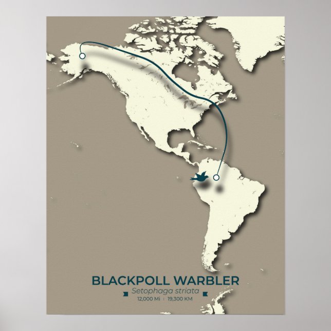 Affiche Carte de migration de la Paruline noire - Minimali (Devant)
