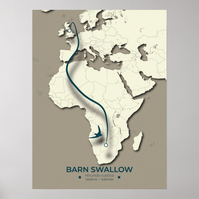 Affiche Carte de migration de l'hirondelle de grange - min (Devant)