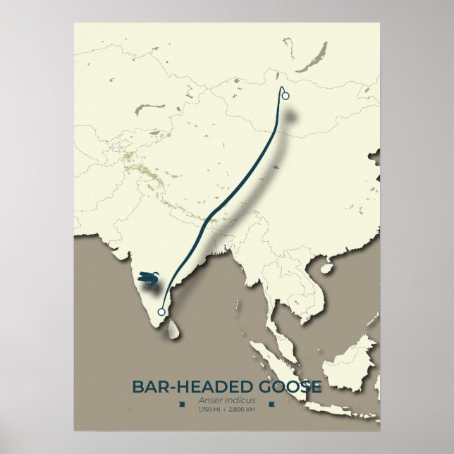 Affiche Carte de migration des oies à tête de barre - Mini (Devant)