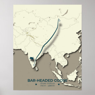 Affiche Carte de migration des oies à tête de barre - Mini