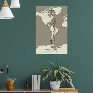 Affiche Carte de migration des sternes arctiques - Vintage