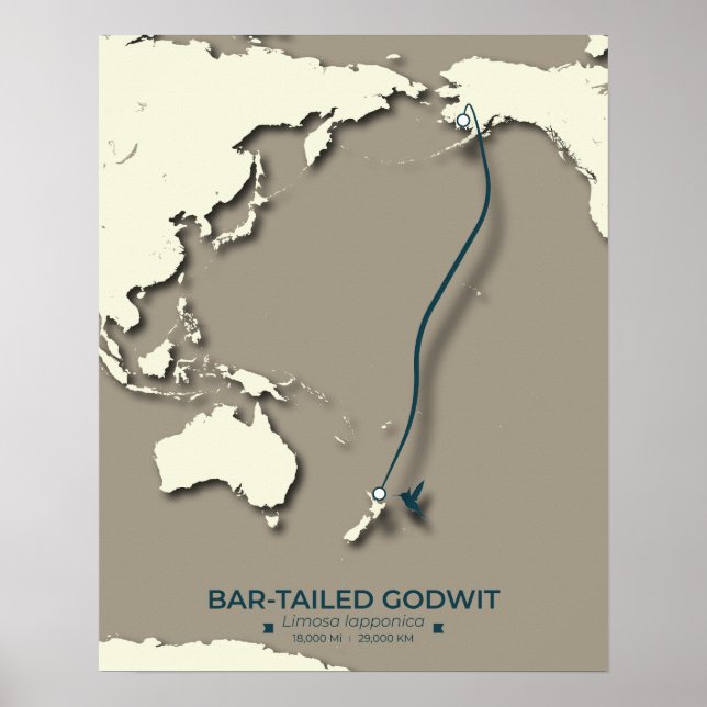 Affiche Carte de migration des sternes arctiques - Vintage (Devant)