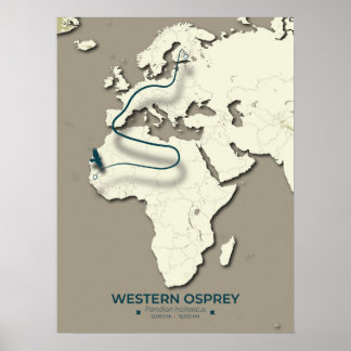 Affiche Carte de migration du balbuzard occidental - Vinta