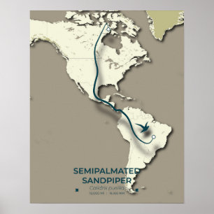 Affiche Carte de migration du bécasseau semi-palmé - minim