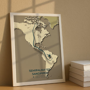 Affiche Carte de migration du bécasseau semi-palmé - minim