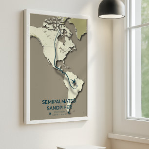 Affiche Carte de migration du bécasseau semi-palmé - minim