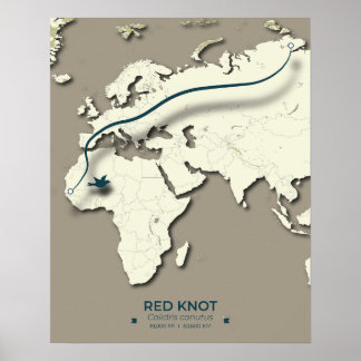 Affiche Carte de migration du noeud rouge - Oiseau Vintage