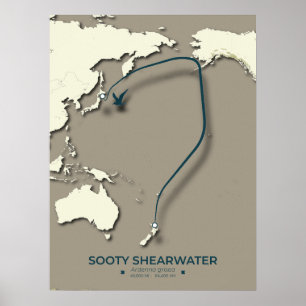 Affiche Carte de migration Sooty Shearwater - Minimaliste